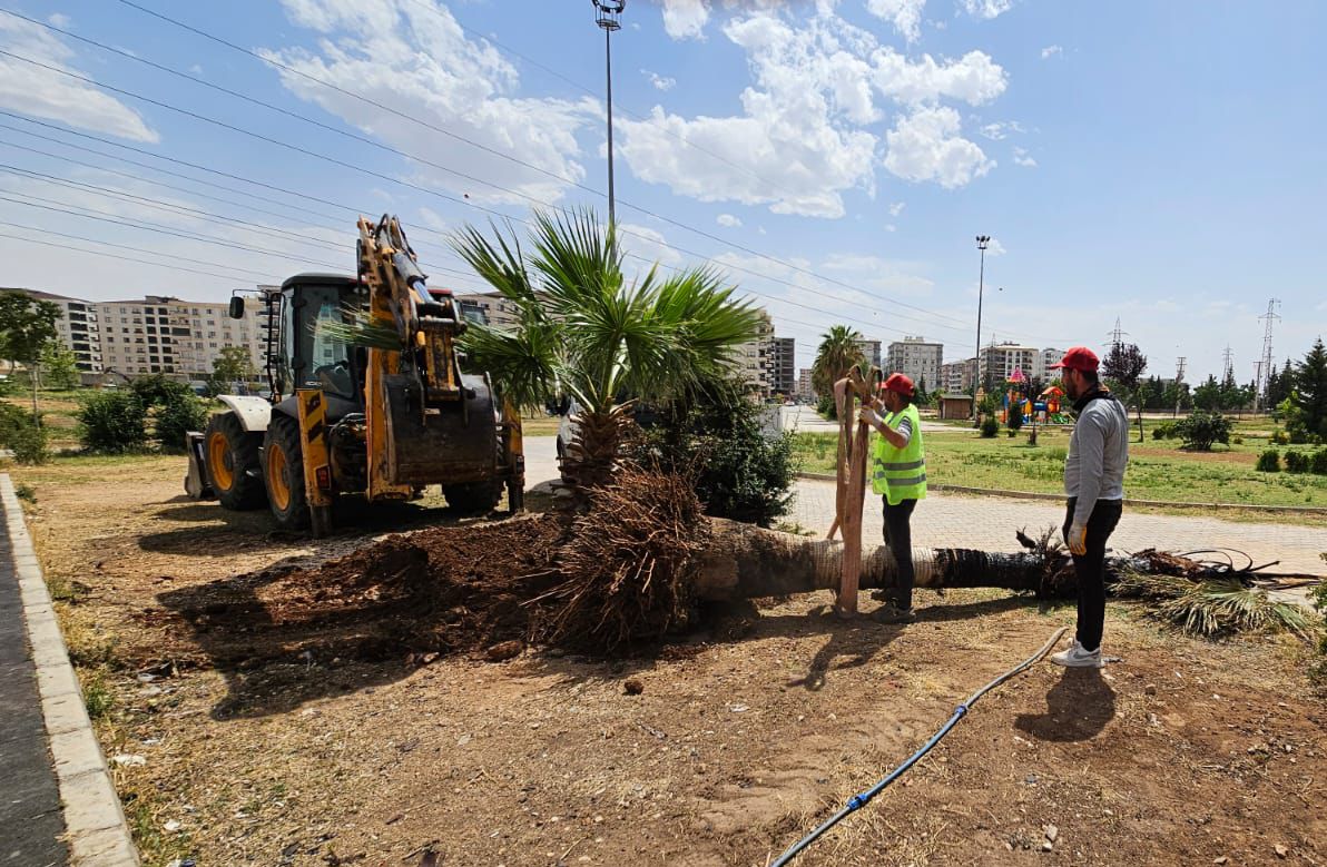 Mardin Büyükşehir, Yanan Palmiyenin Yerine Yenisi Dikti