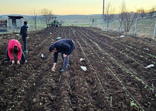 Mardin Büyükşehir Belediyesi’nin desteklediği yeni ürün Sahlep Fidesi, toprakla buluşturuldu